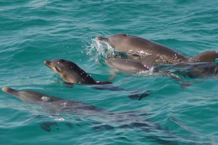 swimming _dolphins