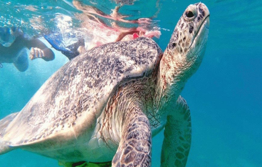 ABU DABBAB Tour zum Schildkröten Strand