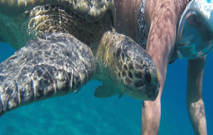 ABU DABBAB Tour zum Schildkröten Strand