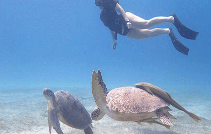 ABU DABBAB Tour zum Schildkröten Strand