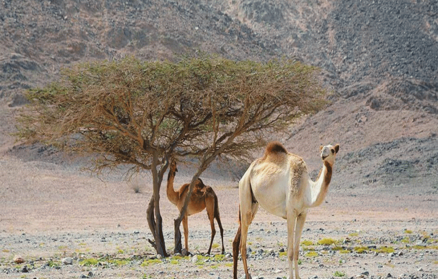 Wadi El Gemal Tour von Marsa Alam Privat