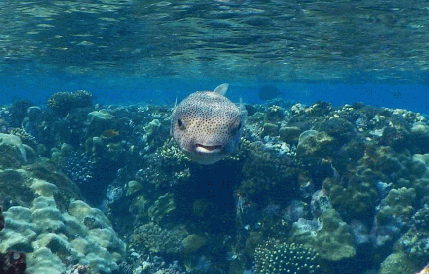 Hamata Islands Snoekeling Tagesausflug von Marsa Alam