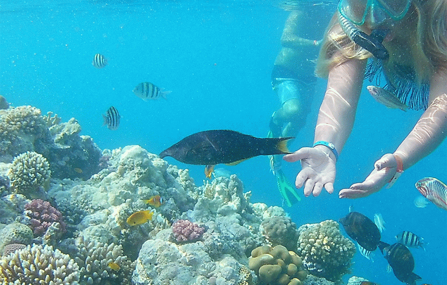 Ausflug auf die Insel Orange Island