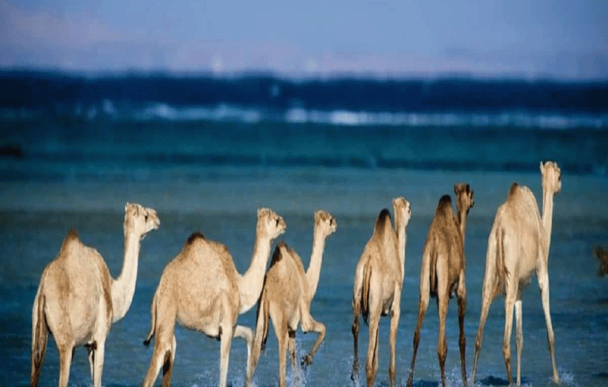 Entdecken Sie die verborgene Schönheit des Wadi El Gemal Naturschutzgebiets!