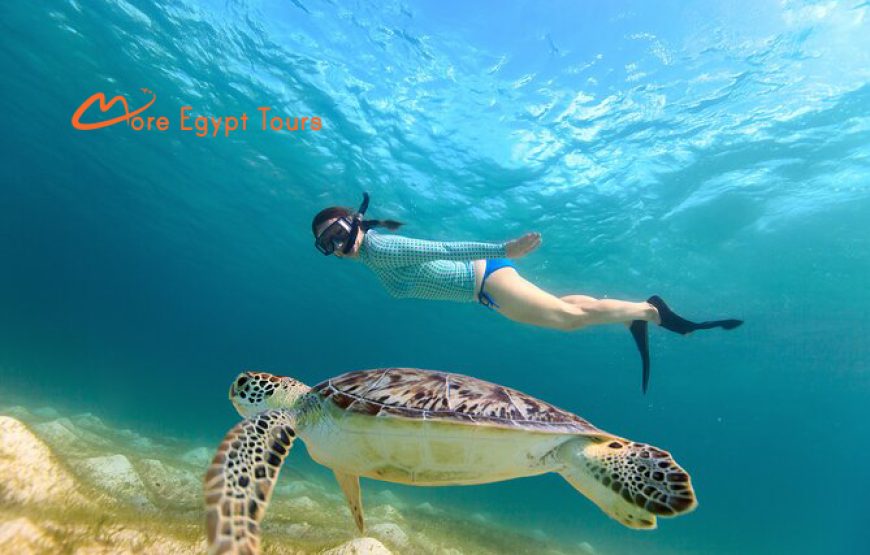 Privater Schildkröten Ausflug Abu Dabbab Schnorcheltour