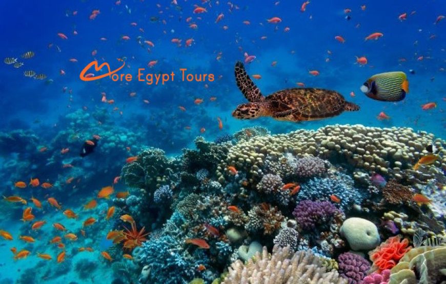 Ausflug Insel Hamata von Marsa Alam