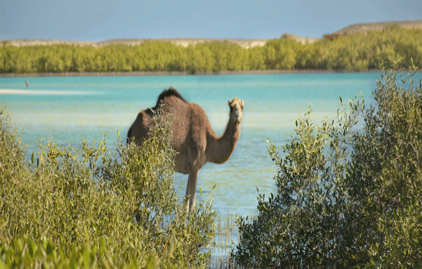 Wadi El Gemal Tour von Marsa Alam Privat