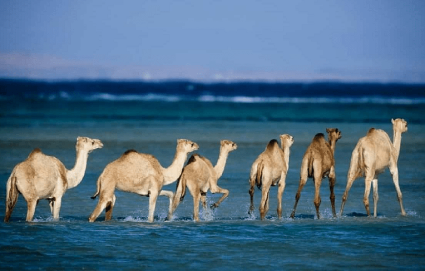 Wadi El Gemal Tour von Marsa Alam Privat