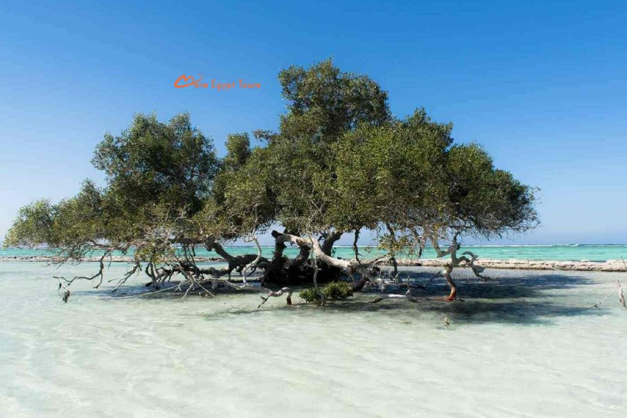 Wadi El Gemal Tour