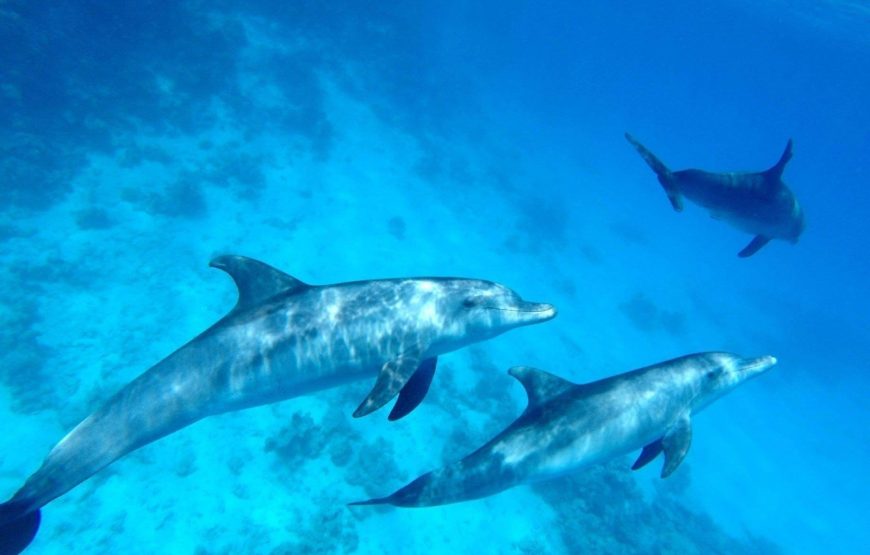 Schnorchelausflug von Hurghada zum Delfinhaus