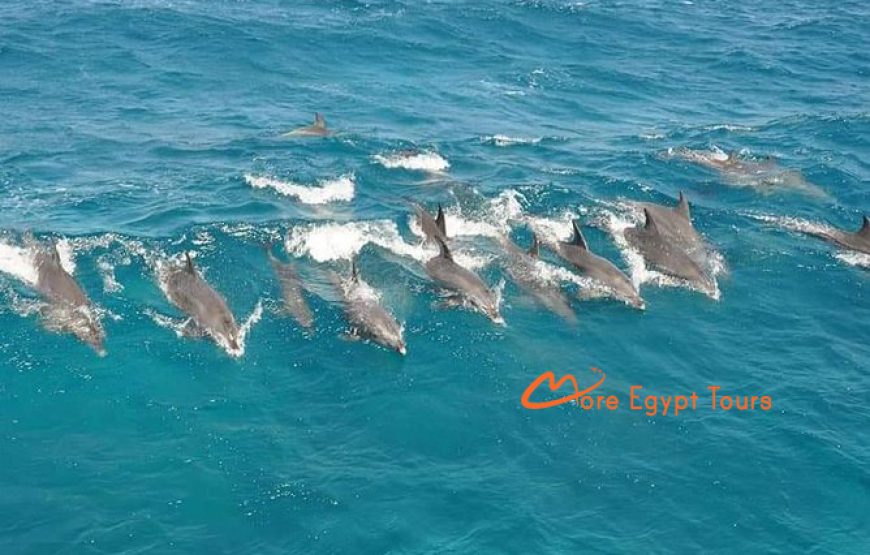 Privates Schnellboot zum Dolphin House mit Abholung