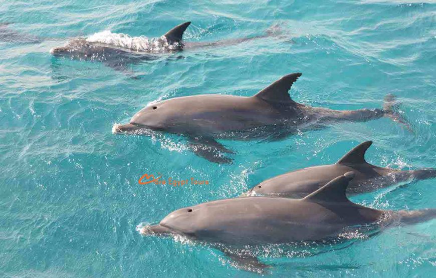 Privates Schnellboot zum Dolphin House mit Abholung