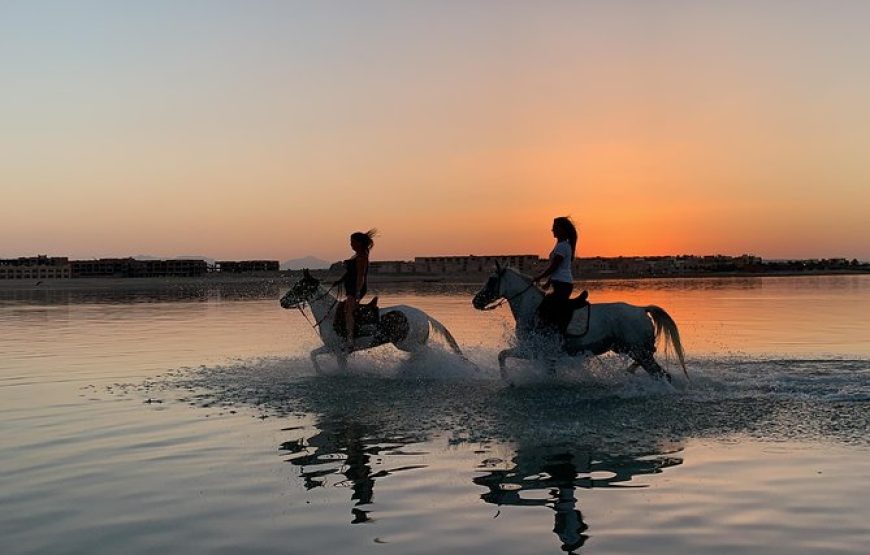 3 Stunden Reiten am Strand – Sonne – Schwimmen im Roten Meer zu Pferd